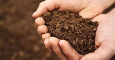 Проверить кислотность почвы в домашних условиях