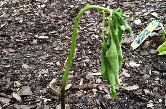 содержание теплицы из поликарбоната зимой