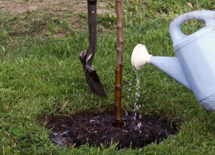 посадка плодовых деревьев весной