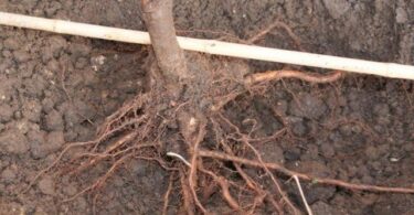 посадка плодовых деревьев весной