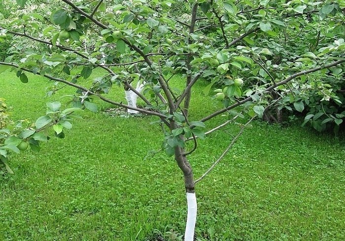 посадка плодовых деревьев весной