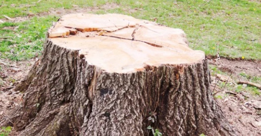 как выкорчевать пень без усилий быстро