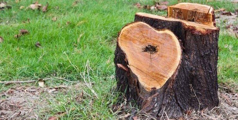 Как выкорчевать пень без усилий и быстро