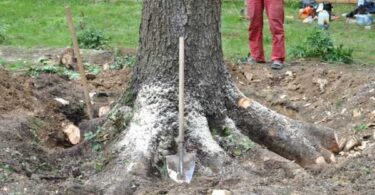 уничтожить пень без выкорчевывания