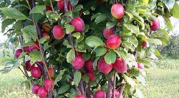 колоновидные плодовые деревья