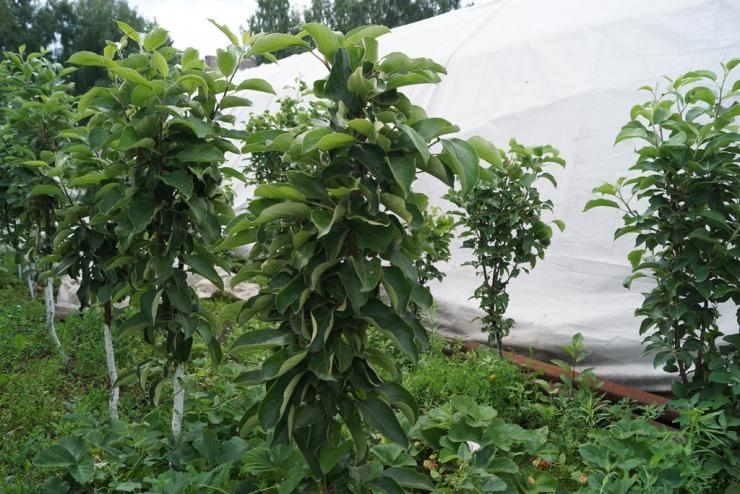 колоновидные плодовые деревья