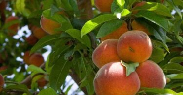 Колоновидные фруктовые деревья