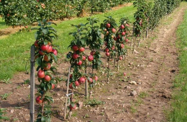 колоновидные фруктовые деревья