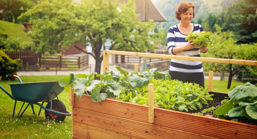 бордюры для грядок