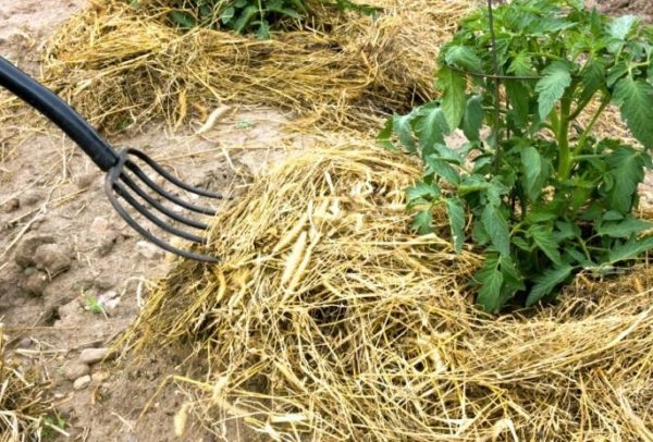 мульчирование почвы что это такое