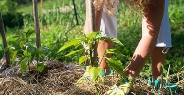 Мульчирование почвы