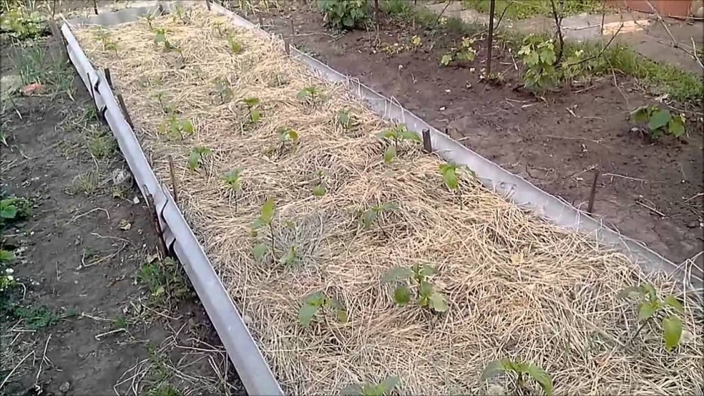 мульчирование почвы что это такое