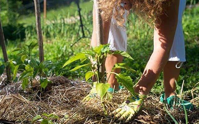 мульчирование почвы что это такое