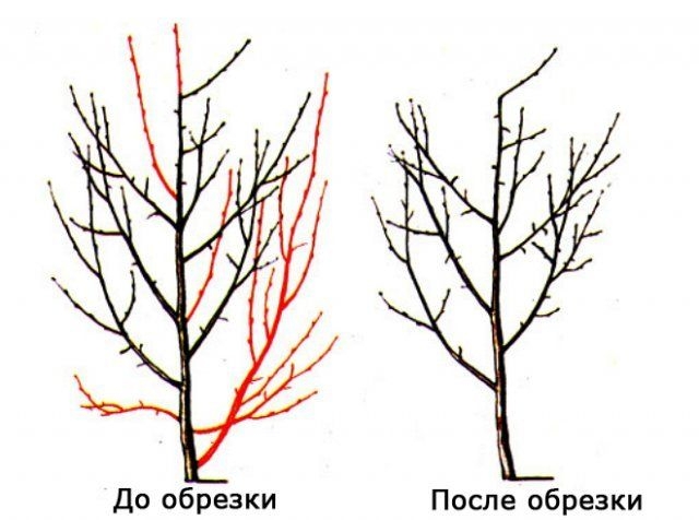 сроки обрезки плодовых деревьев осенью
