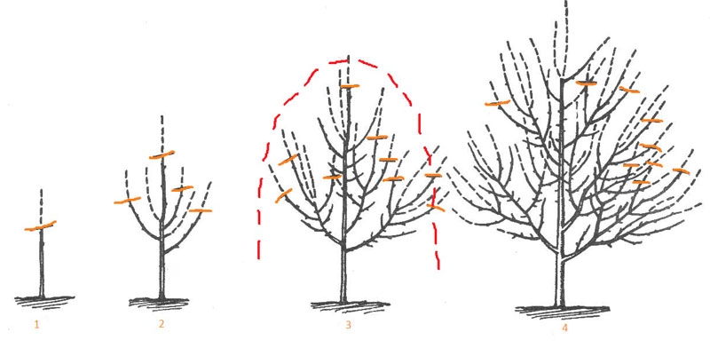 правила обрезки плодовых деревьев осенью