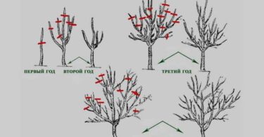 Обрезка деревьев осенью для начинающих