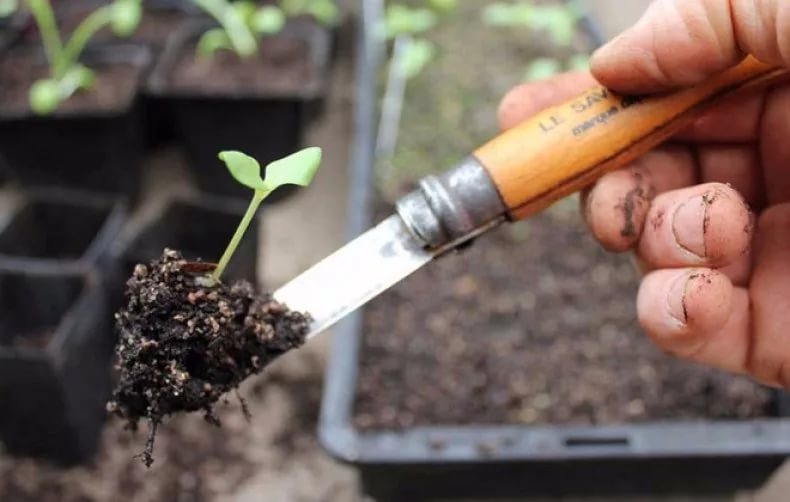 пикировка растений что это