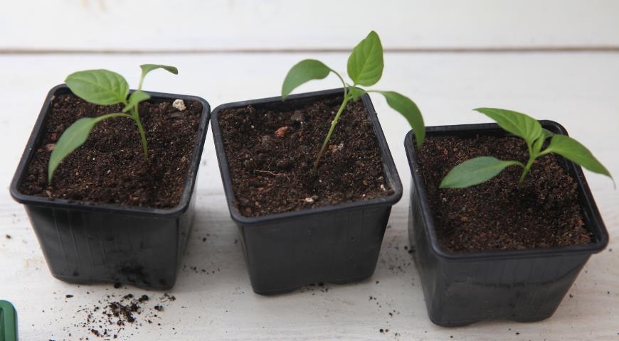 пикировка растений что это