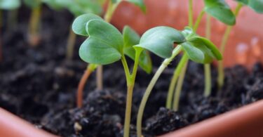 Пикирование рассады