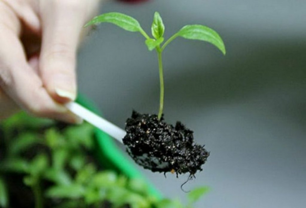 пикирование рассады