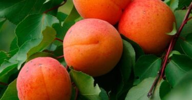 Плодово-ягодные деревья и кустарники