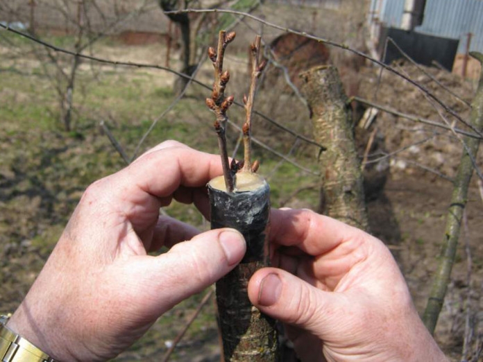 прививка деревьев весной сроки видео время прививки