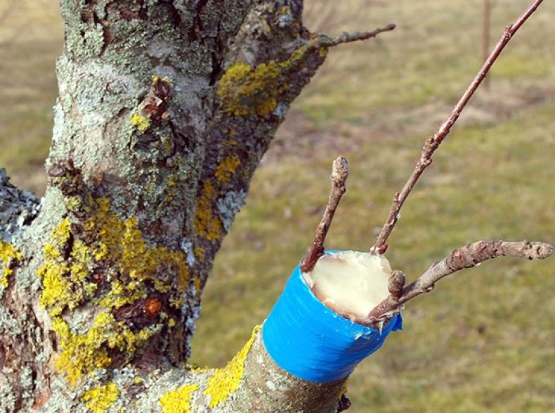прививка деревьев весной сроки видео время прививки