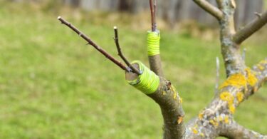 Прививка плодовых деревьев