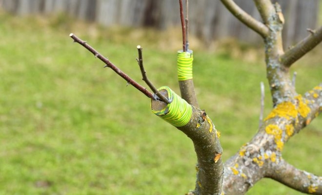 прививка деревьев весной сроки видео время прививки