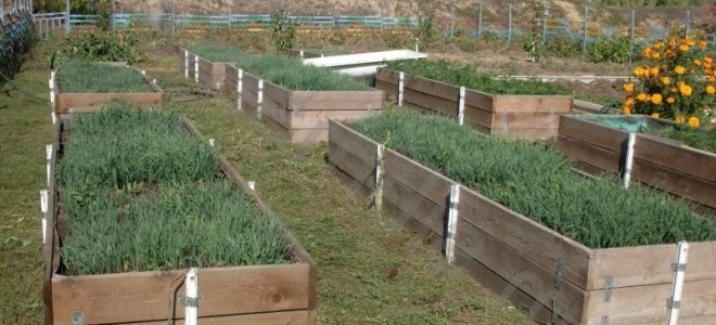 теплая грядка своими руками что положить первое