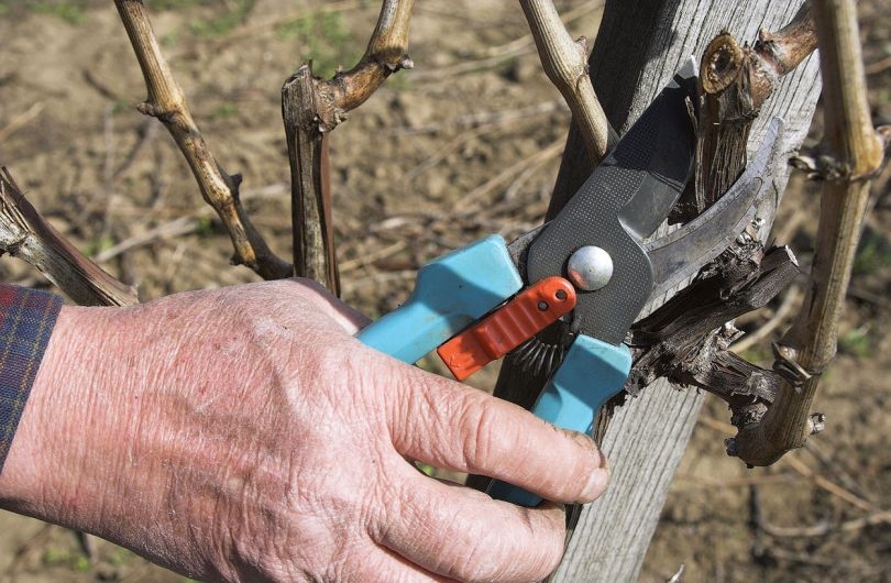 уход за садом осенью