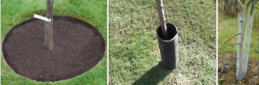 укрыть саженцы на зиму