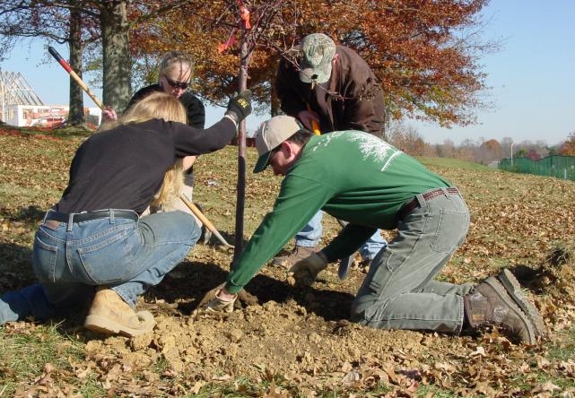 уход за фруктовыми деревьями
