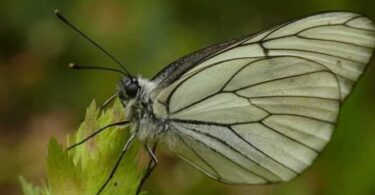 Насекомые-вредители растений