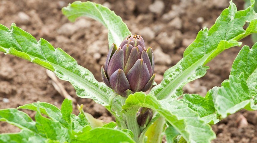 артишок выращивание из семян