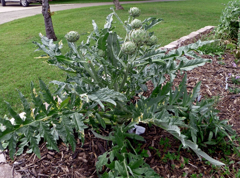 артишок выращивание в средней полосе россии