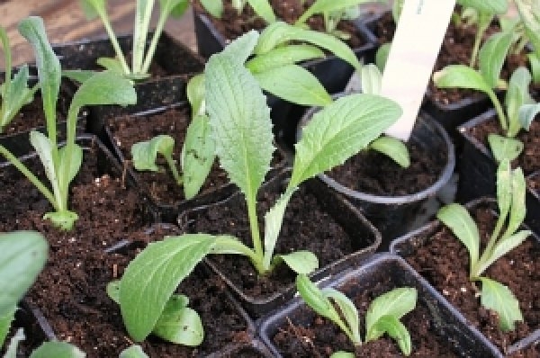 артишок выращивание в средней полосе россии