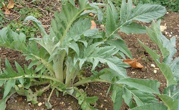 артишок выращивание из семян