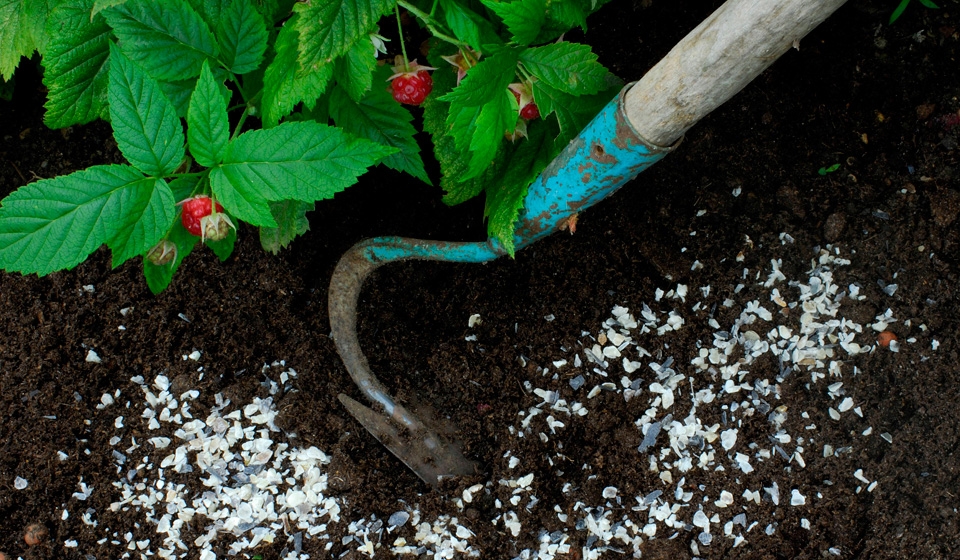 азотные удобрения их значение и применение