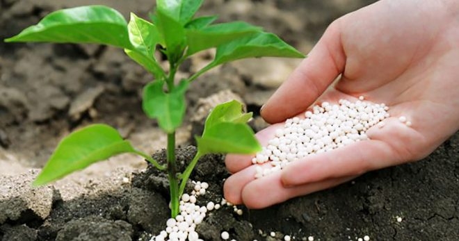 азотные удобрения это какие