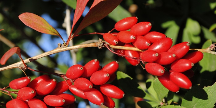 барбарис виды и сорта фото