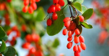 Барбарис виды