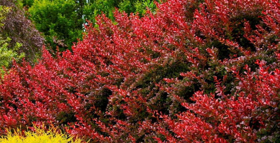 барбарис виды и сорта фото