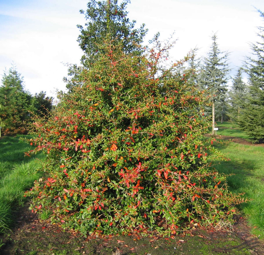 барбарис свойства и применение