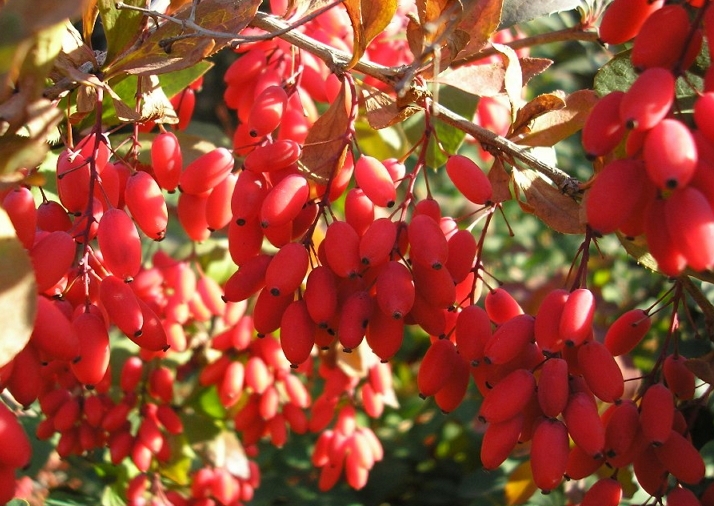 барбарис укрытие на зиму