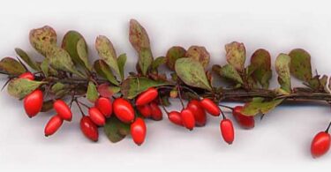 вырастить барбарис из семян