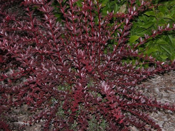 размножение барбариса черенками осенью