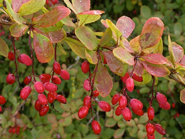 барбарис посадка и уход