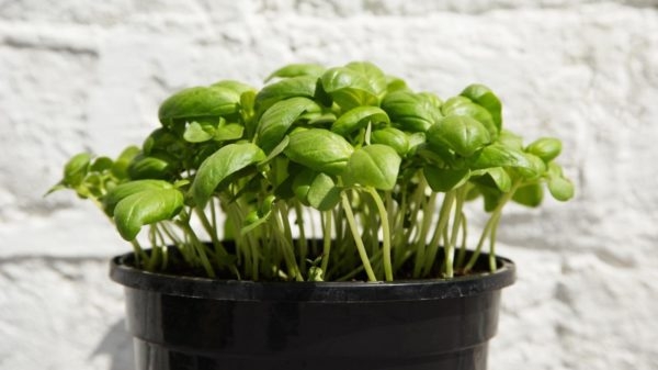 выращивание базилика в домашних условиях