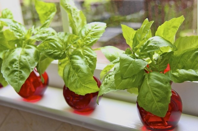 как вырастить базилик на подоконнике